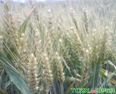 郑麦9023 优质强筋小麦“郑麦9023”高产栽培技术探析