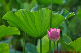 夏荷 【探访上海_休闲篇】——夏荷之媚（二）