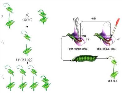 孟德尔豌豆杂交实验 孟德尔简介 孟德尔豌豆杂交实验介绍