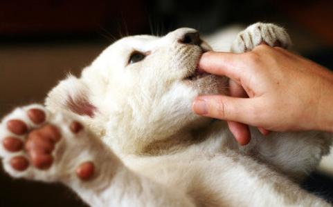 陪伴的句子 最温暖人心的,莫过于陪伴