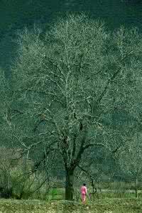 宋长征 【宋长征美文系列】若