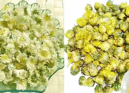 黄菊花 黄菊花 如何辨别假黄菊花