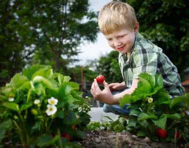 四季采摘园 春天大棚摘草莓警惕宝宝生病