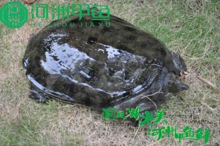 甲鱼壳的功效与作用 甲鱼壳的功效与作用 甲鱼蛋的功效以及作用