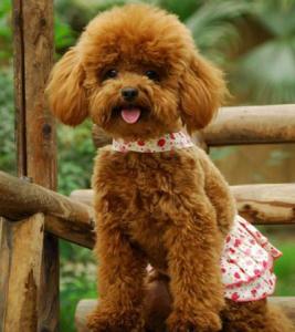 泰迪犬养几只好些 泰迪犬怎么养 泰迪犬好养吗