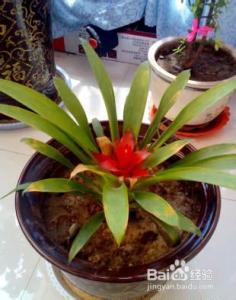 常见家养植物 常见家养植物 常见家养植物的浇水方法