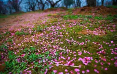 古典书城 花落花开总关情 |古典书城