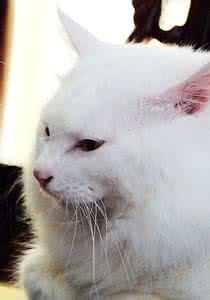 猫猫的家庭训练的方法 训练好幼年猫猫的困难所在