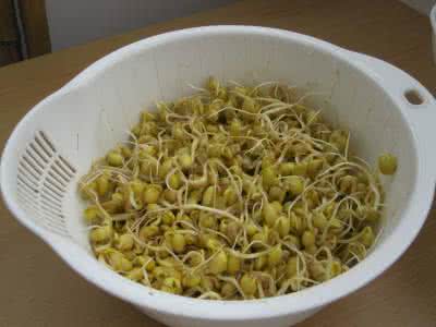 吃四种豆芽 自已吃的豆芽自已种