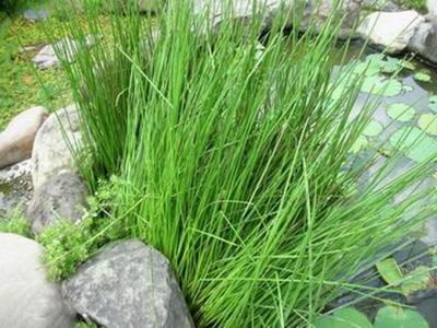 祛心火 【初夏祛心火妙方】灯芯草竹叶茶