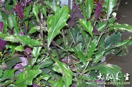 紫背天葵的功效与作用 紫背天葵有什么好处 紫背天葵的功效与作用