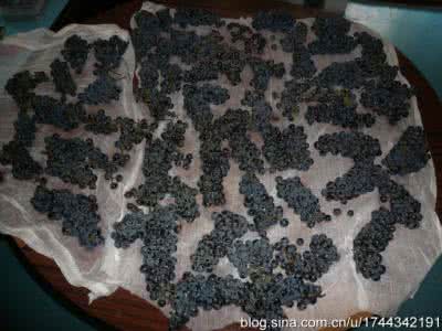 酿酒工艺 山葡萄酿酒工艺