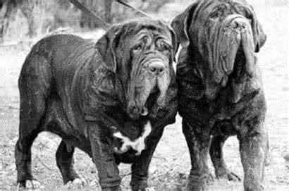 世界猛犬排行 猛犬排行 【猛犬品种】世界猛犬排行