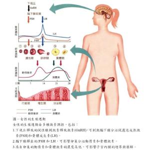 女性生理周期 女性生理周期 女性每月荷尔蒙分泌周期