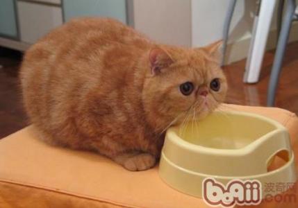 猫咪尾巴 猫咪尾巴修剪注意事项