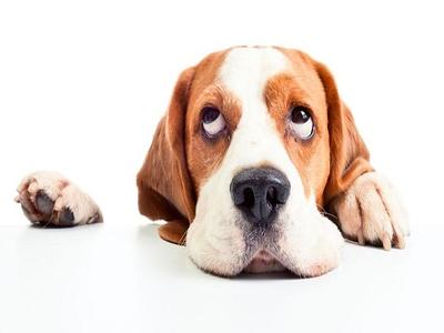 梦见把咬我的狗打死了 梦见狗咬我 梦见狗咬自己