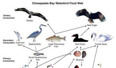 直播之食物链顶端 直播之食物链顶端 职场食物链最底端的那个人是谁