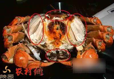 吃螃蟹的禁忌 【揭秘】吃螃蟹的九大禁忌，你知道不？