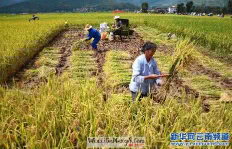 梦见收割稻谷 梦见收割水稻 梦见收割稻谷
