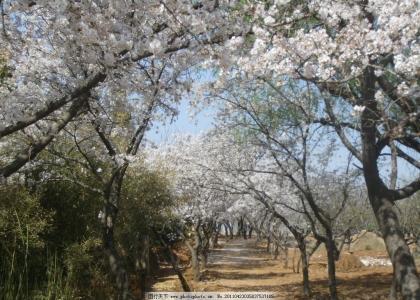 曲径通幽 棒针模式----“曲径通幽”