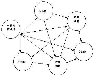被推翻的科学理论 骨折愈合机理最新研究推翻传统理论