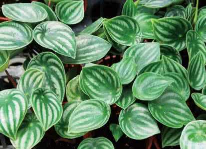 西瓜皮椒草的养殖方法 西瓜皮椒草 西瓜皮椒草的养殖方式 西瓜皮椒草的家庭布置