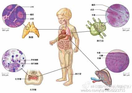 恶性肿瘤向邻近器官 肿瘤类器官 这几个器官最容易长肿瘤！全家都要预防！