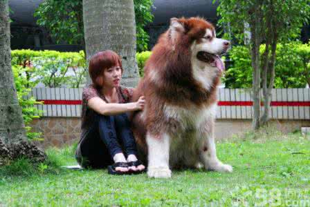 阿拉斯加幼犬喂养 阿拉斯加幼犬喂养 阿拉斯加狗应该如何喂养