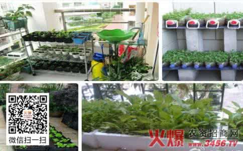 阳台种菜 阳台种菜概述-低碳生活坚决不让阳台闲着