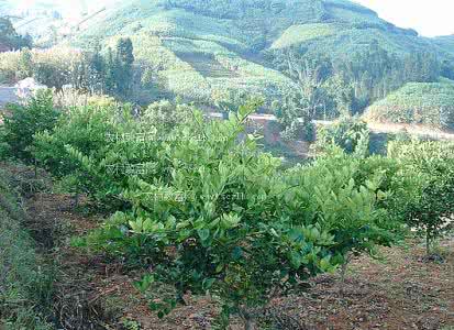 柠檬产地 柠檬产地 柠檬植物产地