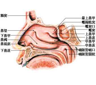 治疗鼻塞的好办法 鼻塞是什么原因 用什么办法能治疗鼻塞