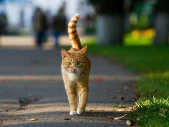 猫咪饲养手册 猫咪饲养切忌的五大误区