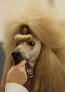 如朕亲临册剪的太多了 给朕把毛剪成这样?你出来我保证不咬你