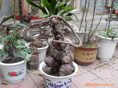 何首乌栽培技术 何首乌盆景●栽培技术