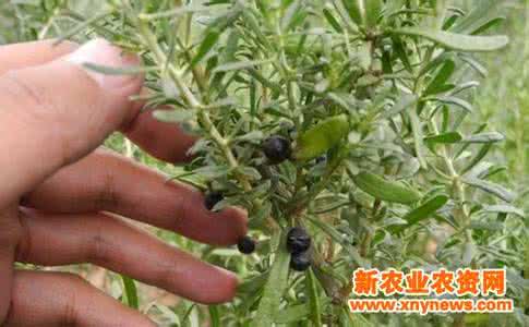 黑枸杞软黄金 这种黑色的枸杞堪称“软黄金” 买来吃一点