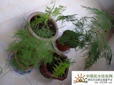 富贵竹喜阴还是喜阳 文竹喜阴还是喜阳