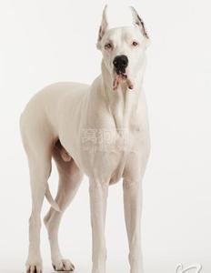 幼犬性格测试 怎么培养幼犬忠诚性格