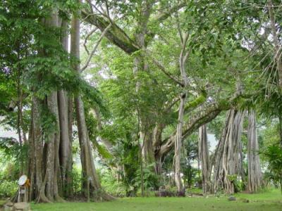 世上最毒的树(图)