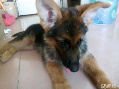 德牧幼犬喂鸡肉什么好 幼犬翻肠子 德牧幼犬能吃鸡肠子吗?
