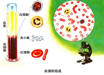 巧虎血液的秘密线在看 血液的秘密知多少