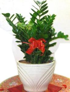 适合阳台种植的植物 适合种在阳台兴旺家居风水的9种植物...