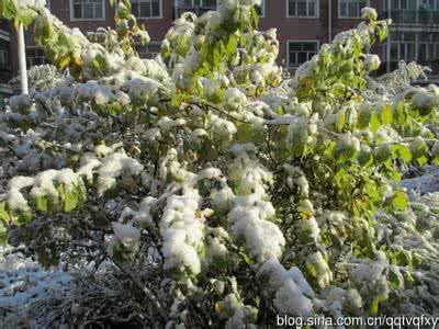迷你音乐播放器 悠悠岁月迷你音乐播放器：《雪花》（一粟JIN赠与）