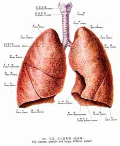 吸烟者肺癌发病率 肺癌患者的饮食 【吸烟者的肺】吸烟者患肺癌的风险翻倍
