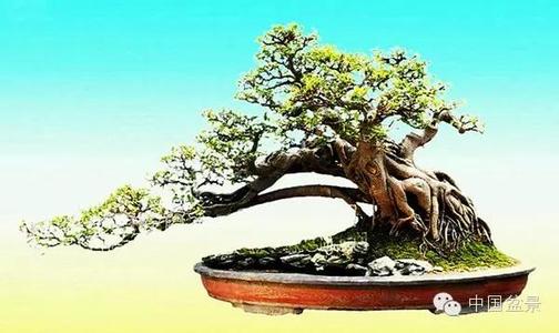雀梅盆景的养护 雀梅盆景的养护 如果跟着一起养护雀梅盆景，你将拥有的是一整个自然界的景观。