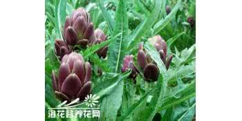 朝鲜蓟的功效与作用 朝鲜蓟的繁殖方法