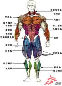 跑步锻炼什么肌肉 跑步者的核心肌肉群锻炼