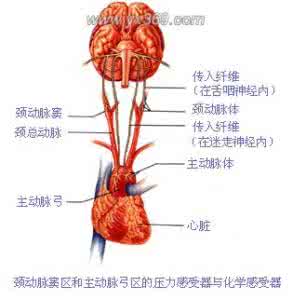 中枢化学感受器 化学感受器