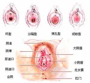 处女膜在哪？它的作用有哪些？