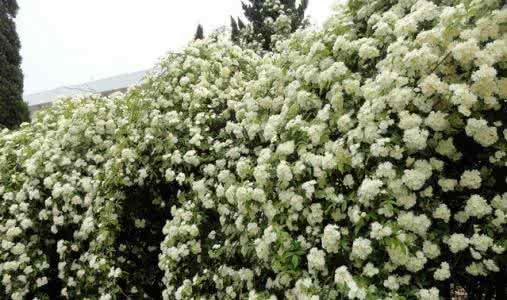 木香花种植 木香花种植 【木香花怎么种】木香花的种植方法