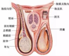 睾丸两侧潮湿瘙痒 999皮炎平 睾丸潮湿瘙痒